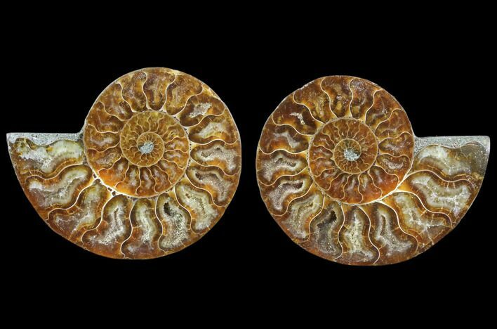 Cut & Polished Ammonite Fossil - Agatized #78402